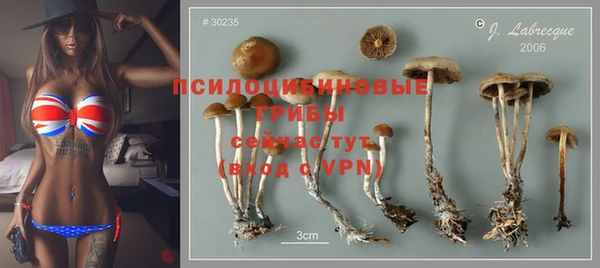 шишки Арсеньев